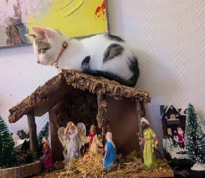 Gato encima del portal