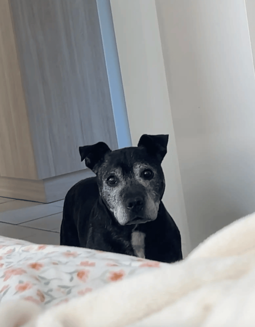 chien