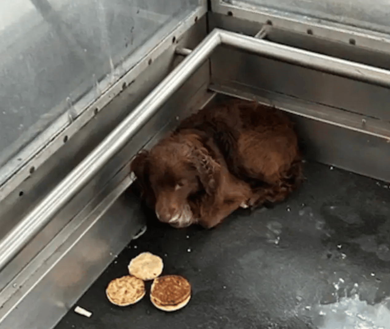 chien ascenseur