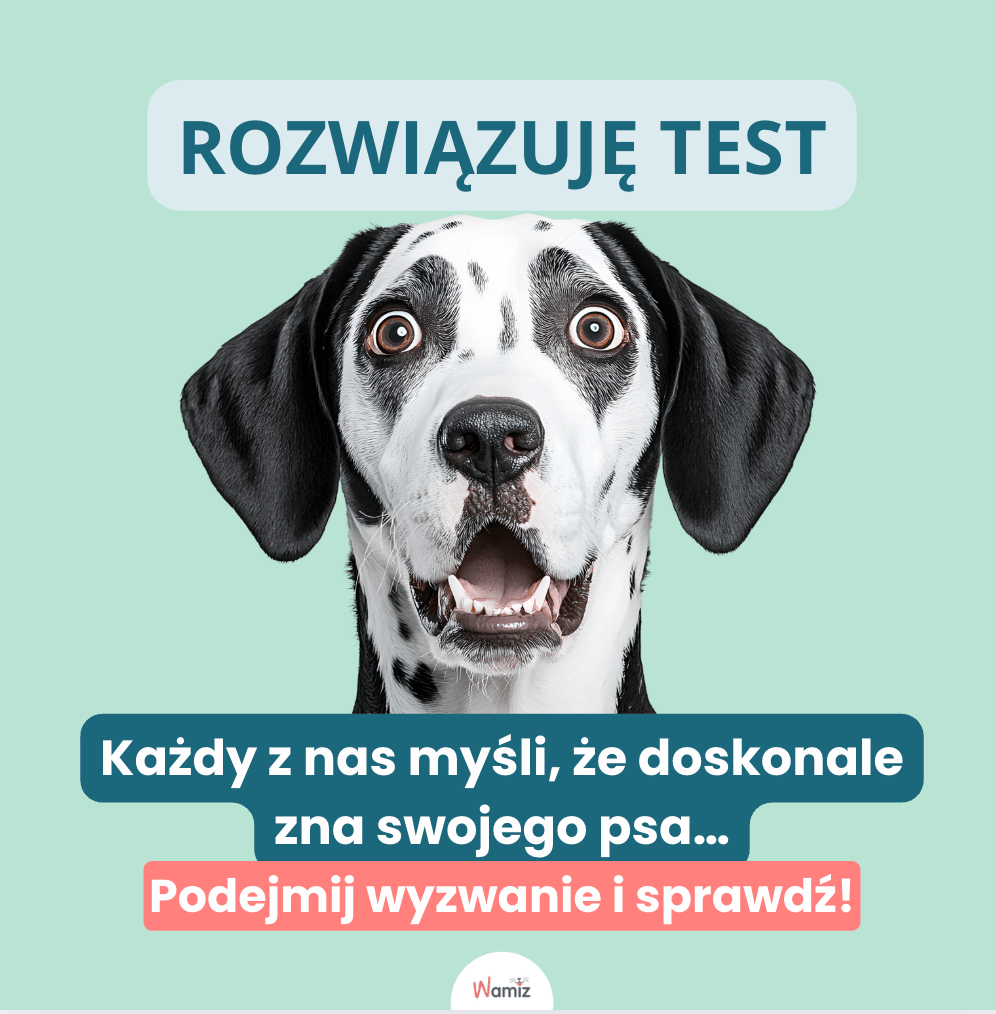 test wiedzy o psach