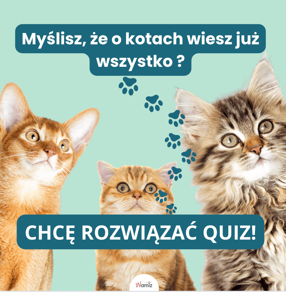 TEST WIEDZY O KOTACH