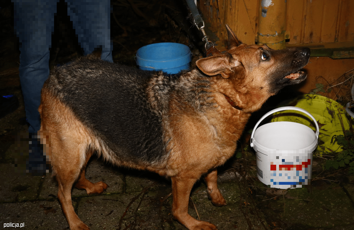 porzucony w mieszkaniu pies