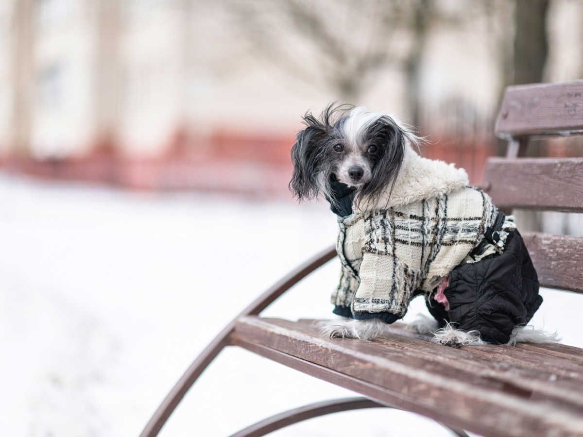 Chinesischer Schopfhund