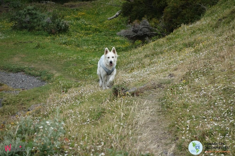 Voyager en argentine avec son chien