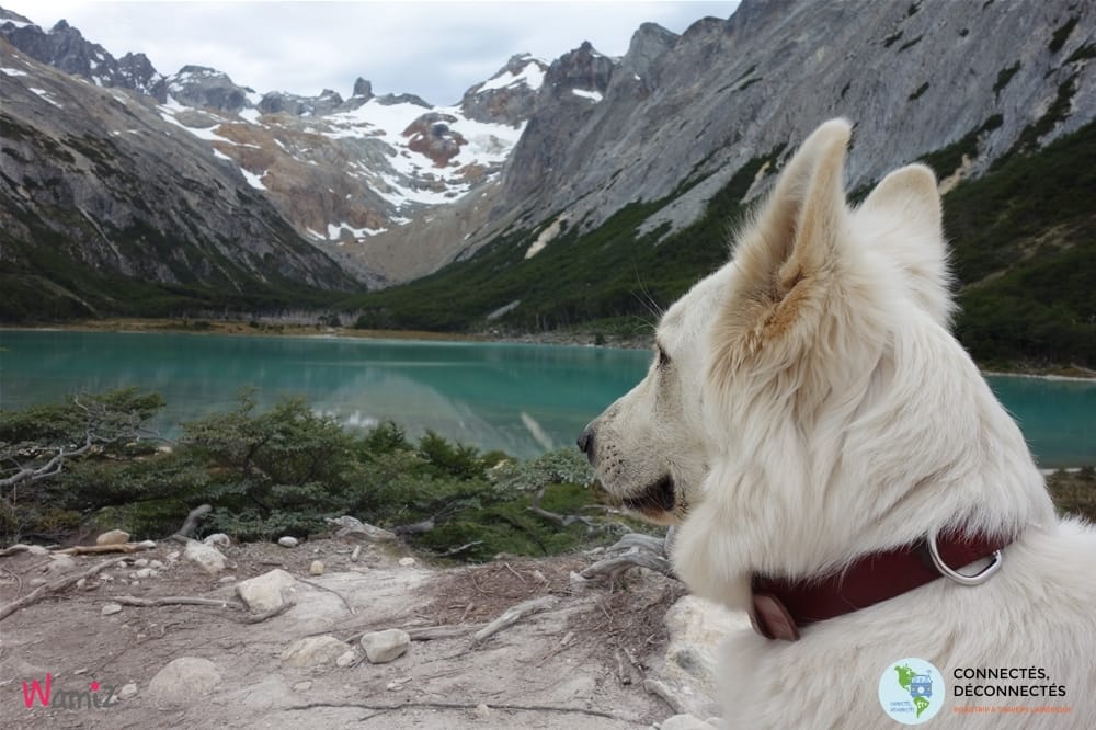 Voyager en argentine avec son chien