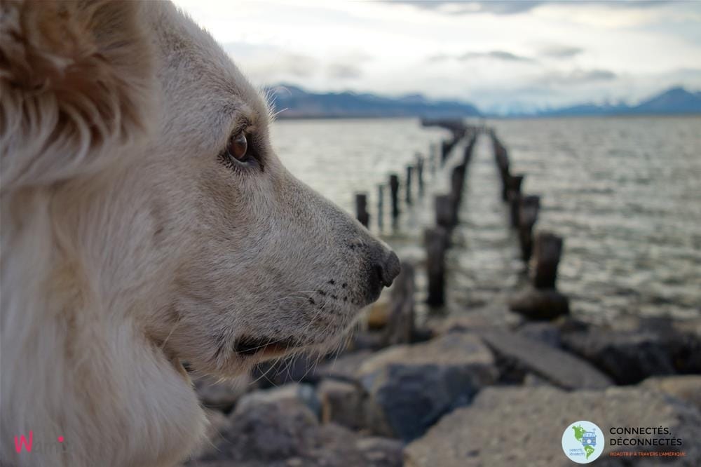 connectés déconnectés berger blanc suisse