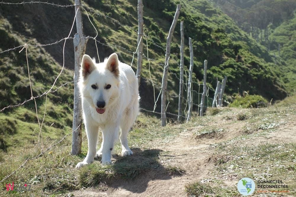 connectés déconnectés berger blanc suisse