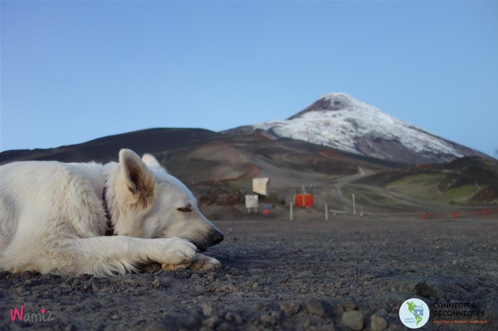 connectés déconnectés berger blanc suisse