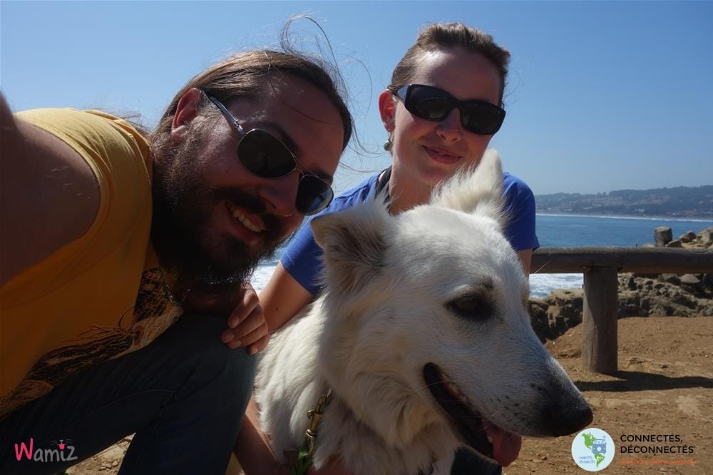 connectés déconnectés berger blanc suisse