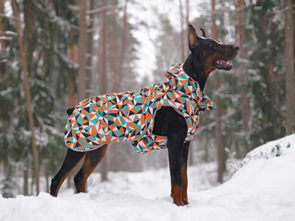 Dobermann