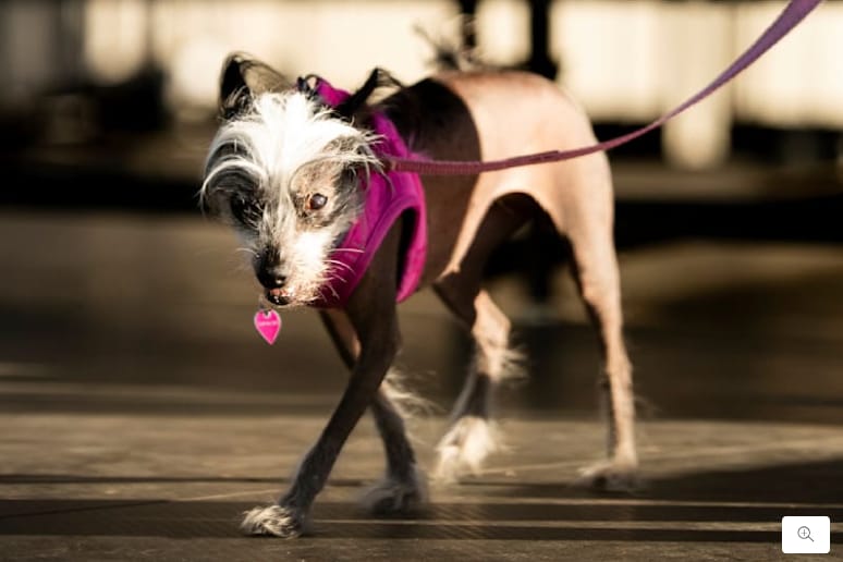 Hässlichster Hund der Welt 2025