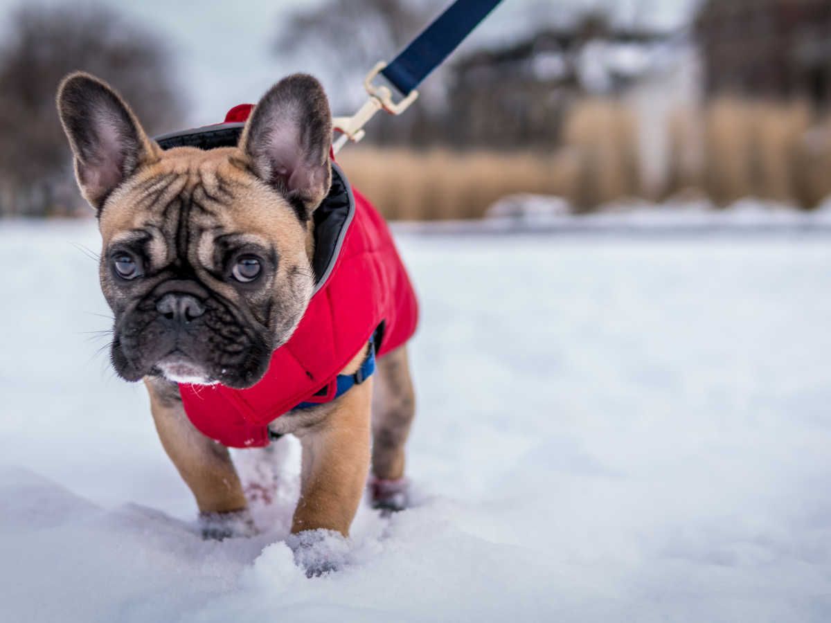 Französische Bulldogge