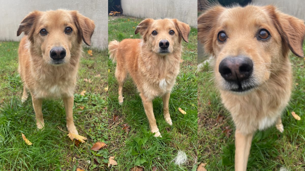 Hond na de wasbeurt met Tails & Bubbles Shampoo