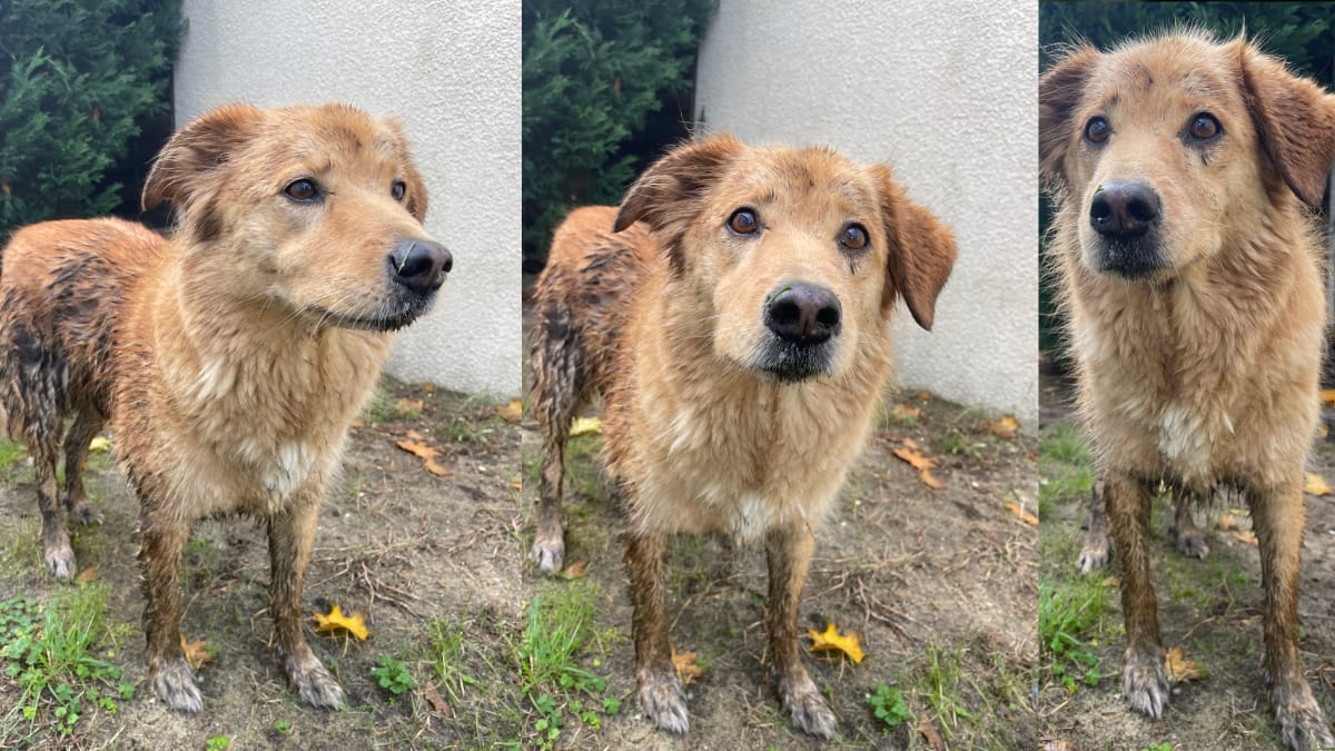 Hond voor de wasbeurt met Tails & Bubbles Shampoo