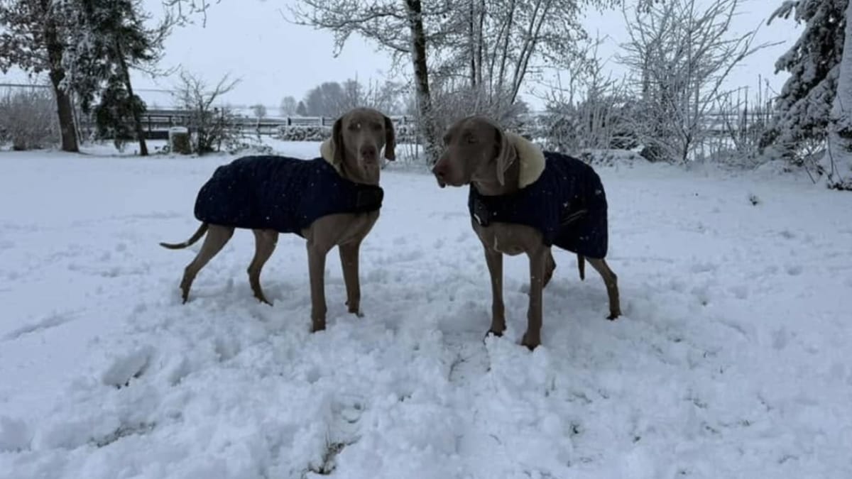 Hugo en Claus in de sneeuw