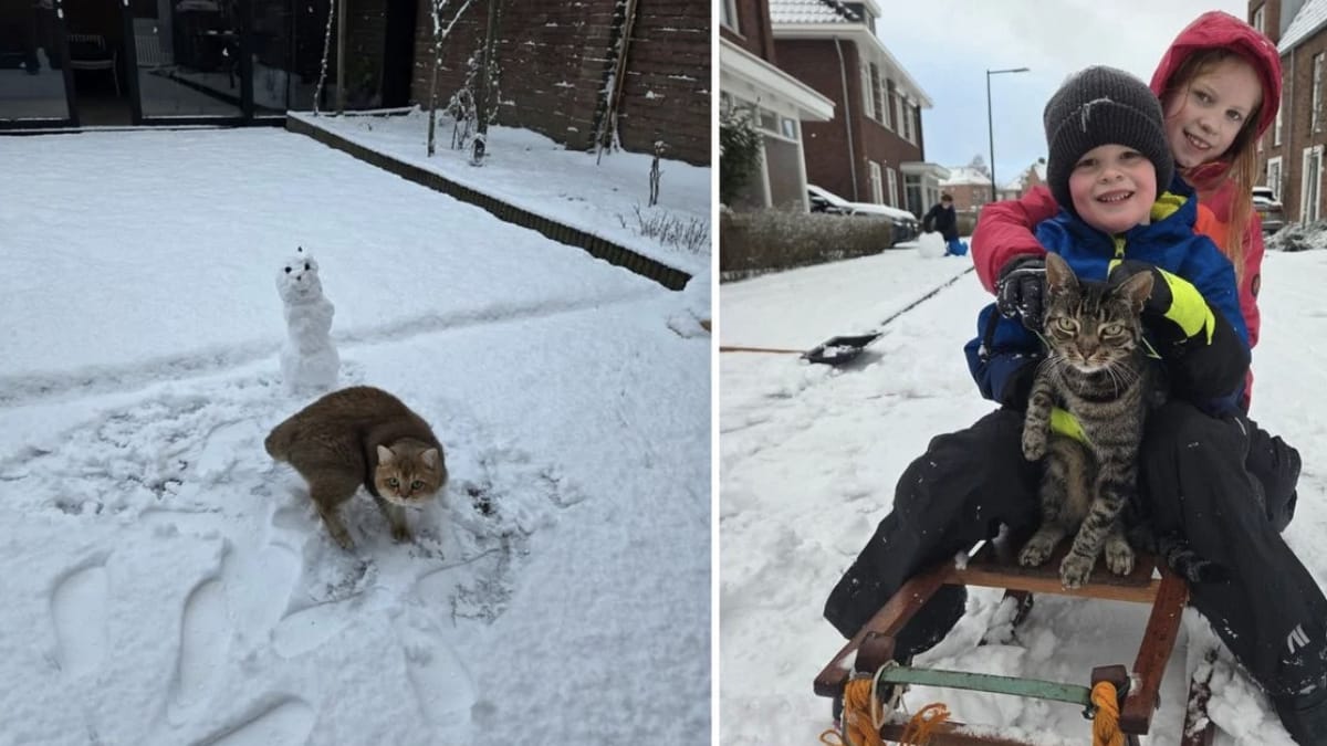 Katten in de sneeuw