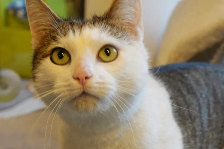 Kater Koda sucht ein Zuhause mit Freund Kenai