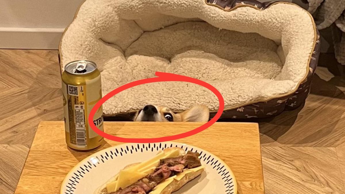 perro escondido