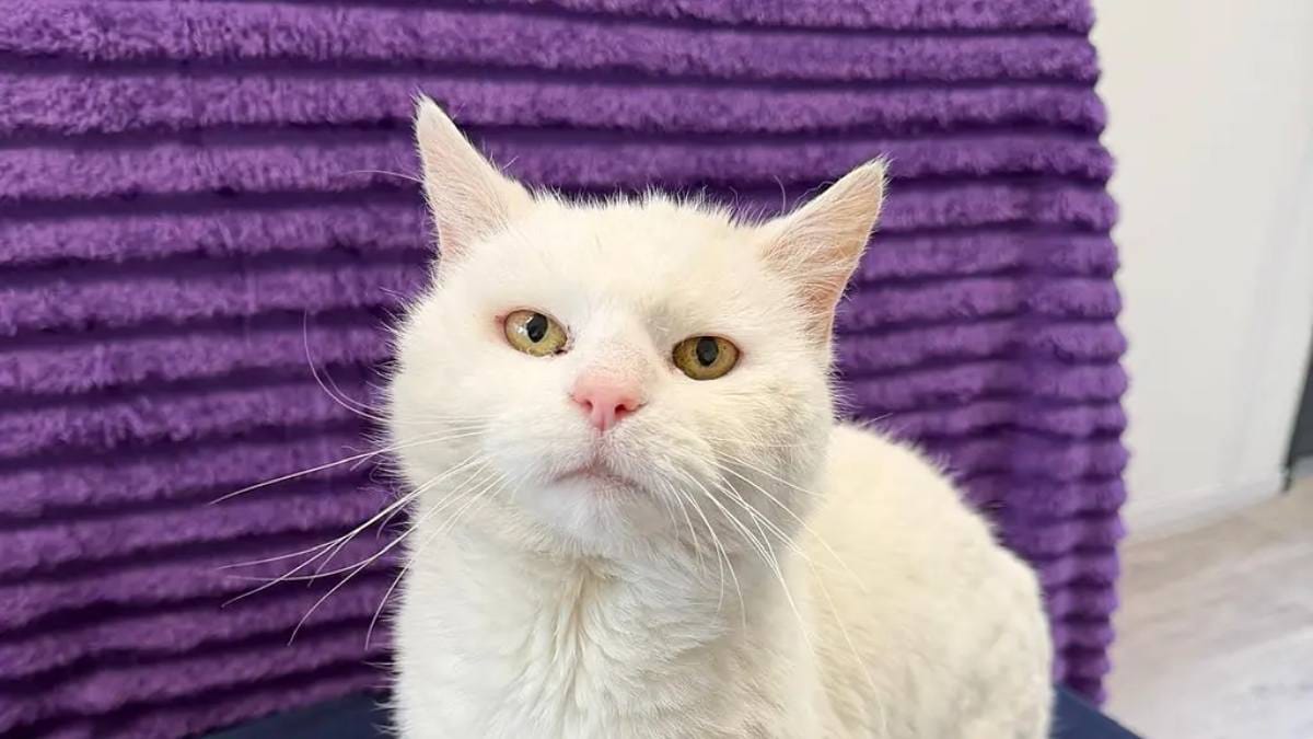 Jäger soll Katze erschießen