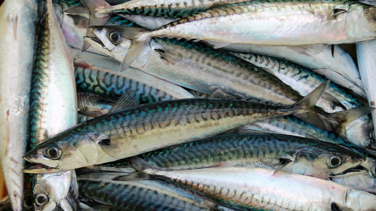 Mag een hond makreel eten?