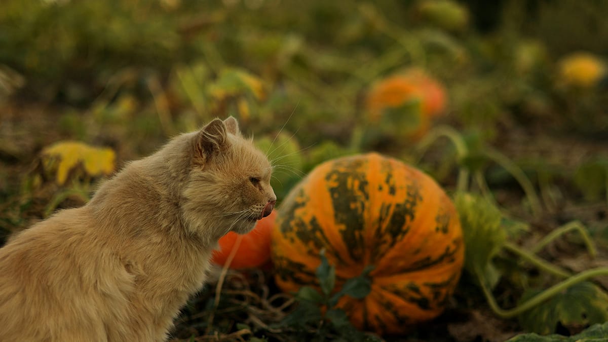 Mag een kat pompoen eten?