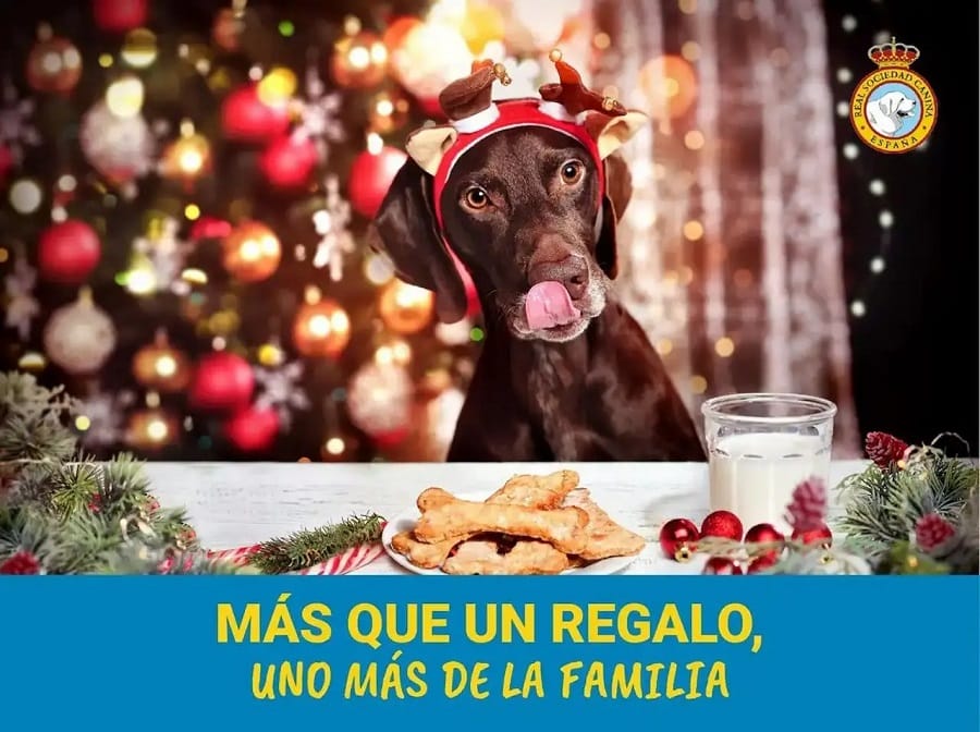 RSCE-campaña-navidad-evitar-abandono-perros