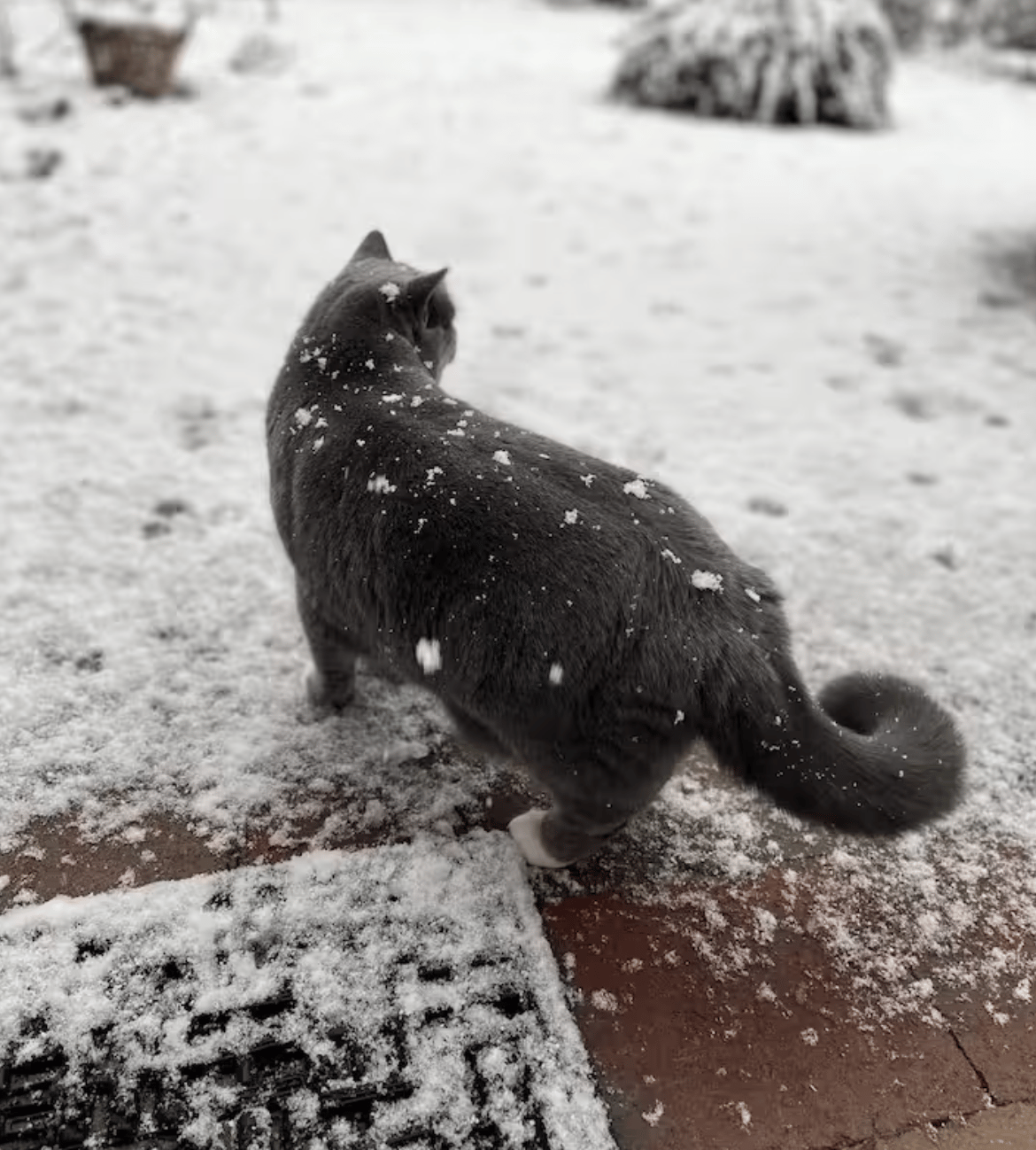 Pitypang zoekt de sneeuw op in Gouda