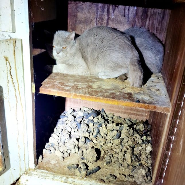 22 verwahrloste Katzen aus Wohnung gerettet