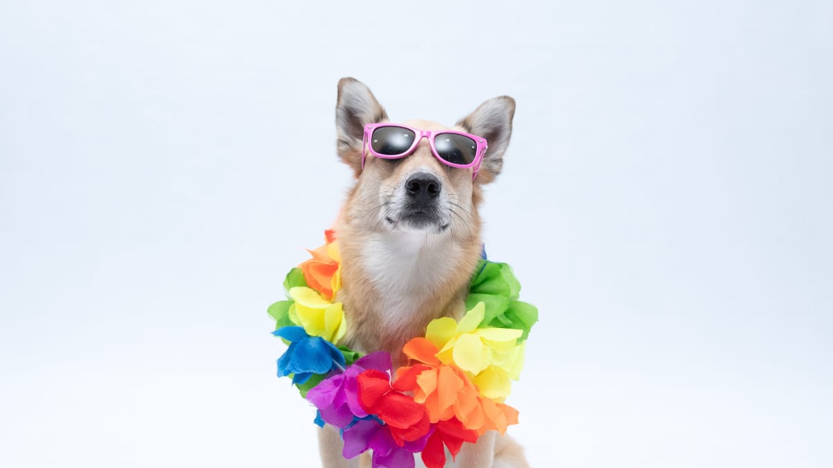 Karneval Hund im Kostüm