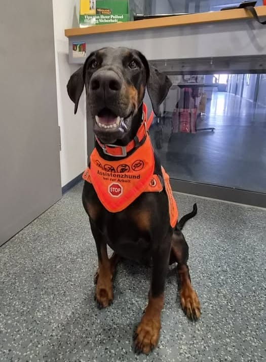 Assistenzhund bei ALDI Süd rausgeworfen