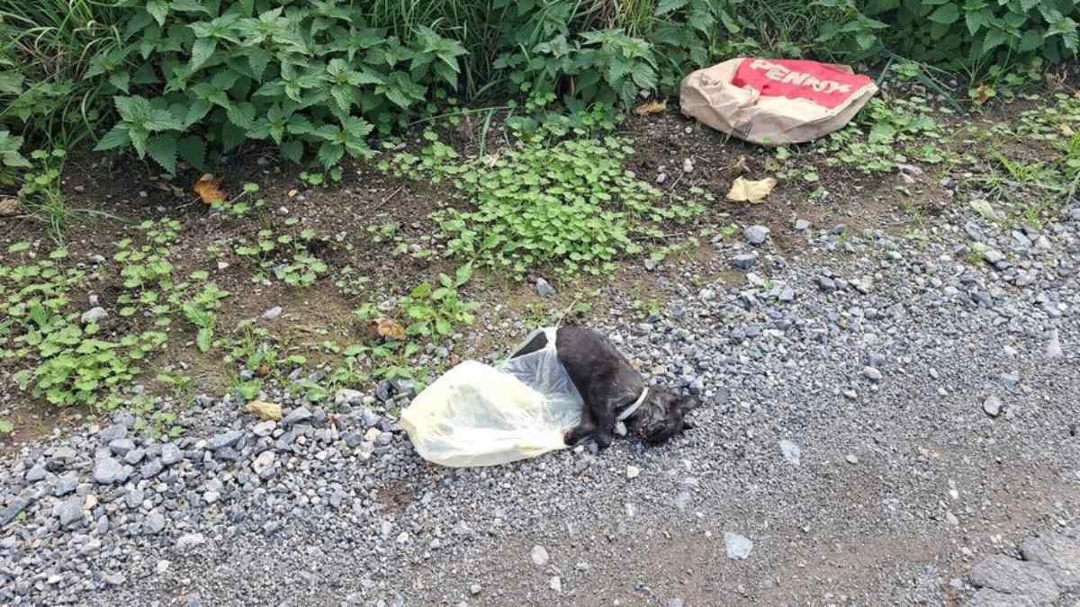 Tote Katze in Plastiktüte entdeckt