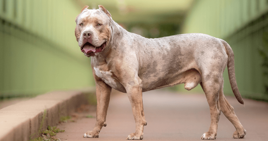 american xl bully standing