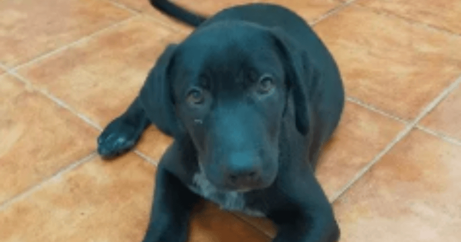 labrador cross puppy laying on floor
