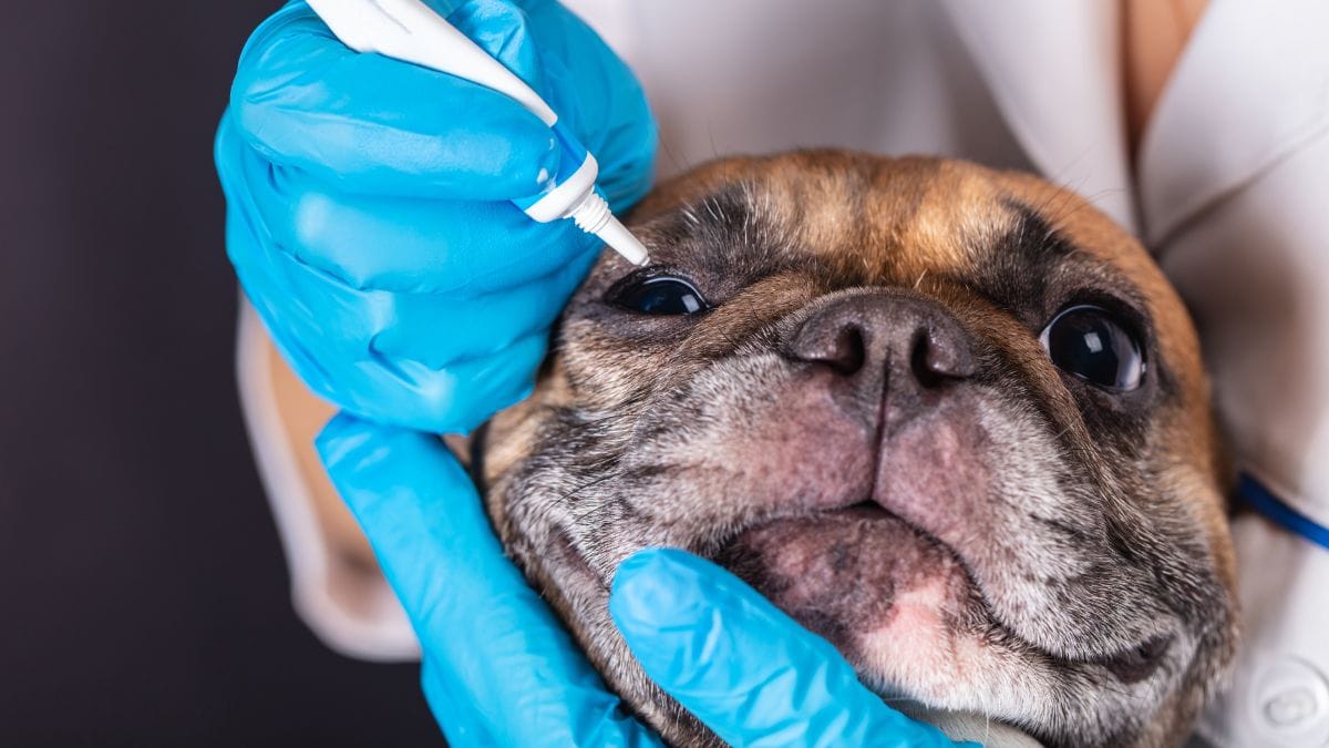 zacieki pod oczami psa