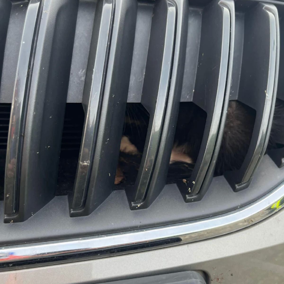 Katze im Kühöergrill