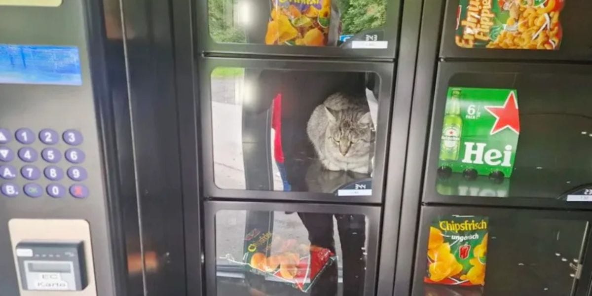 Katze im Snackautomat
