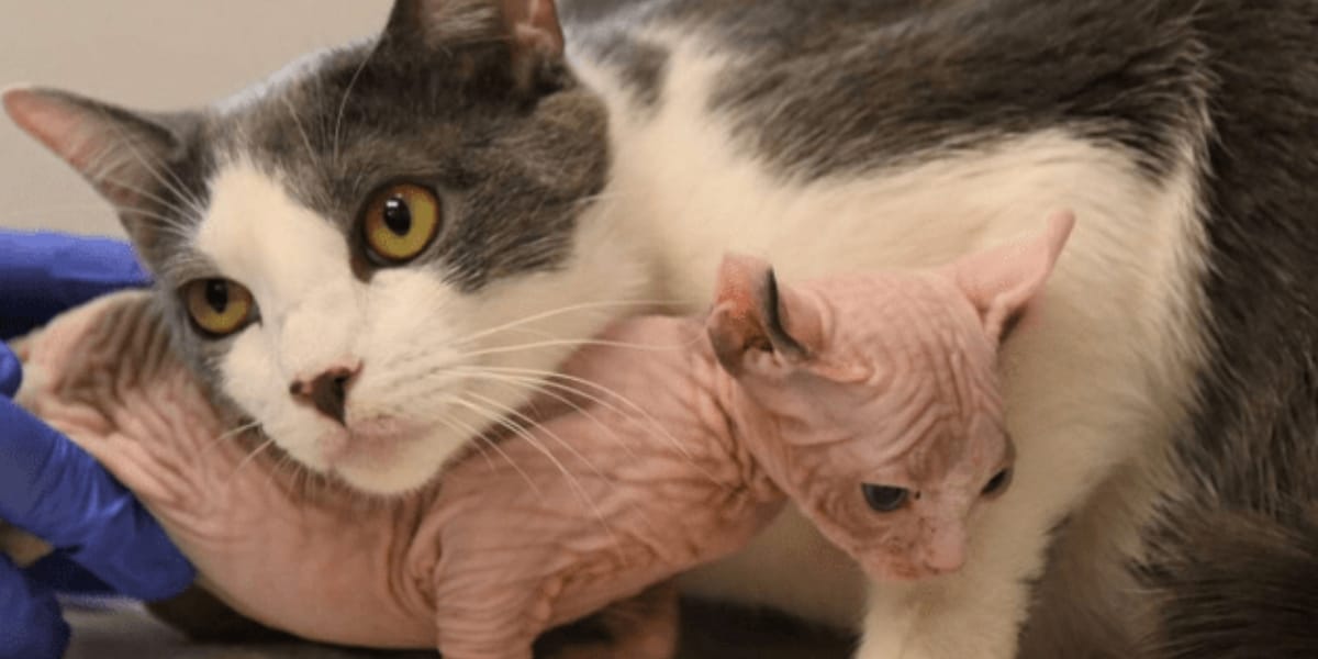 Katzenbaby findet Mutter