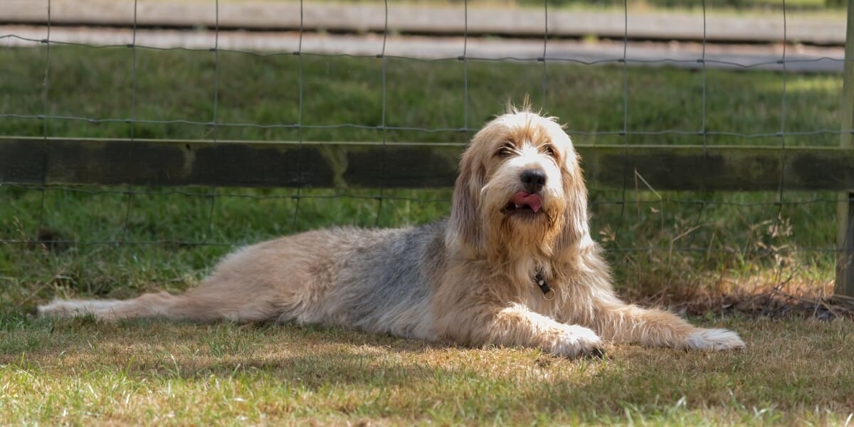 Ausgestorbene Hunderassen und vom Aussterben bedrohte Hunde