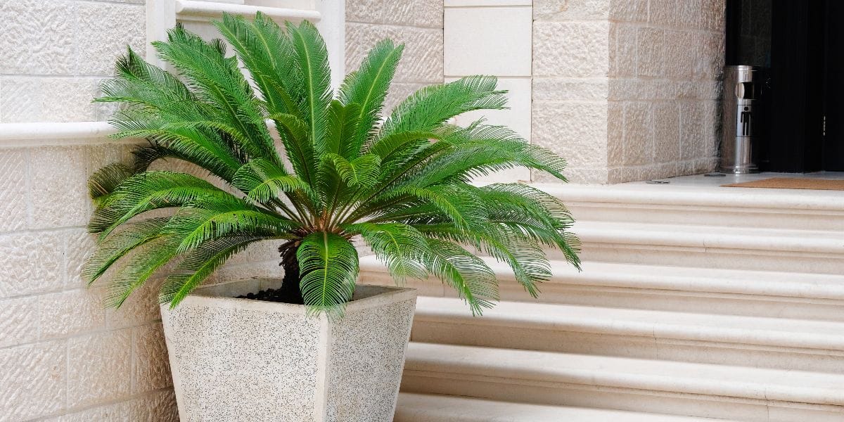 cycas revoluta