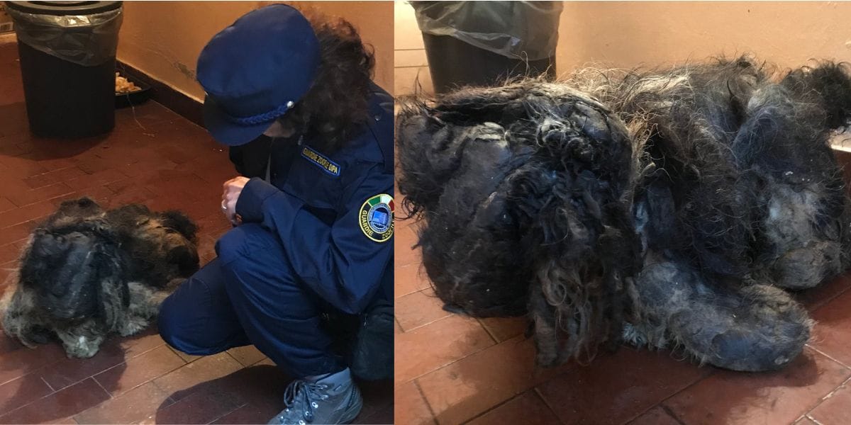 Birillo era una bola de pelo enmarañado y putrefacto