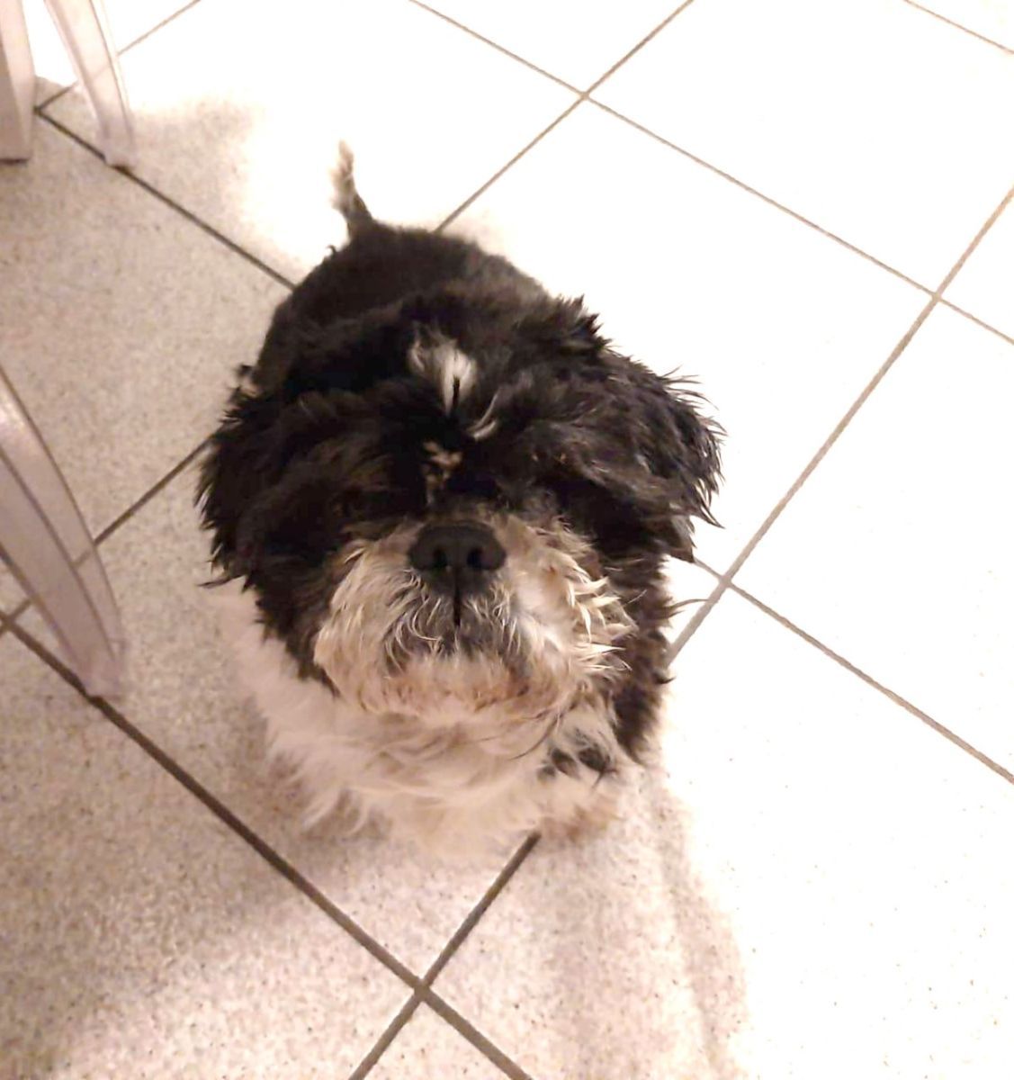 perrito rescatado en Brescia