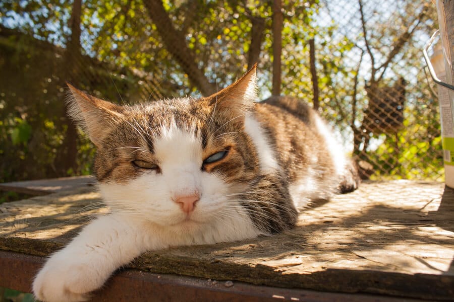 gato con un ojo medio cerrado