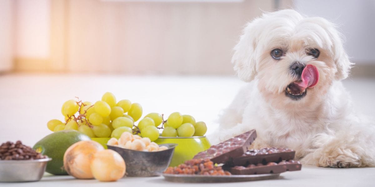 mi perro puede comer uvas