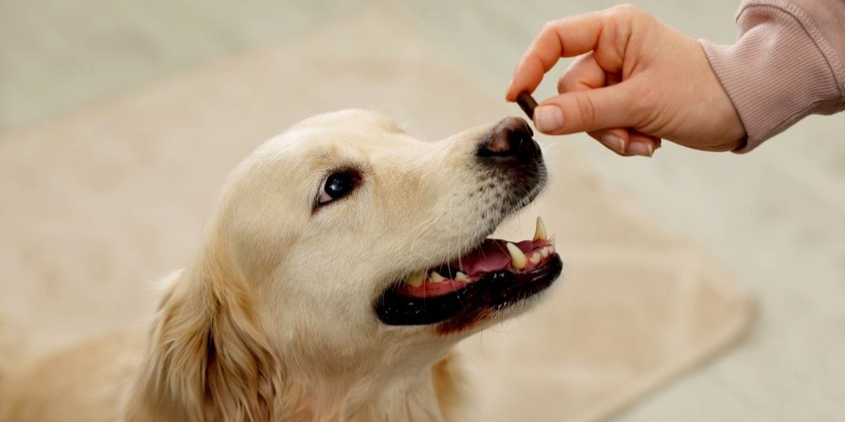 perro recibe pastilla