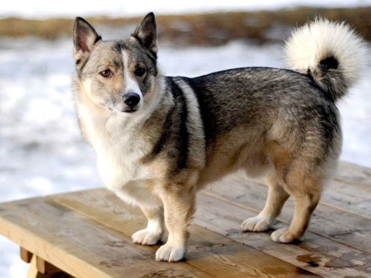 cruce husky y corgi