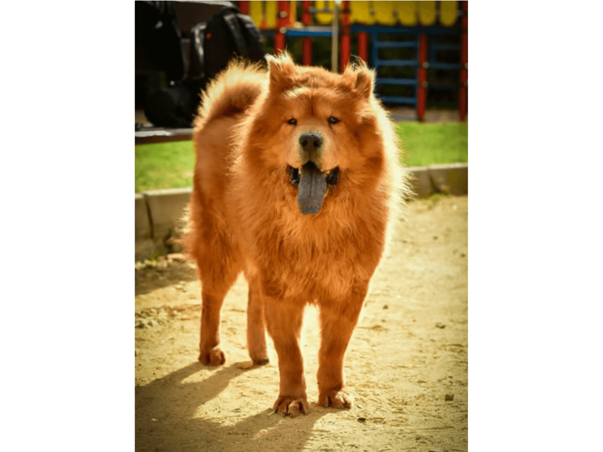 chow chow adopcion
