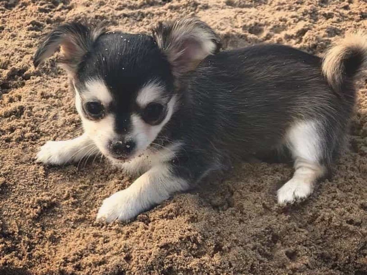 cruce husky y chihuahua