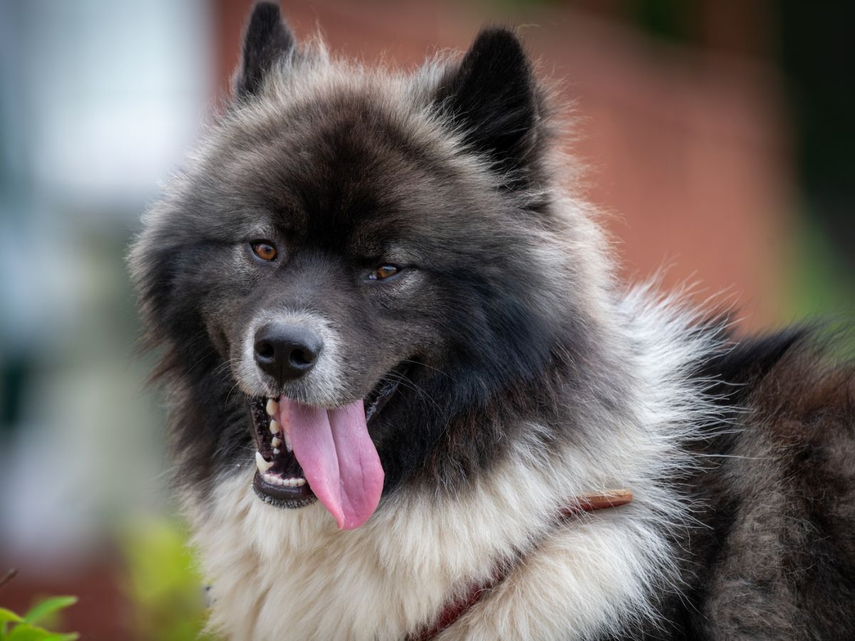 Cruce husky y chow chow