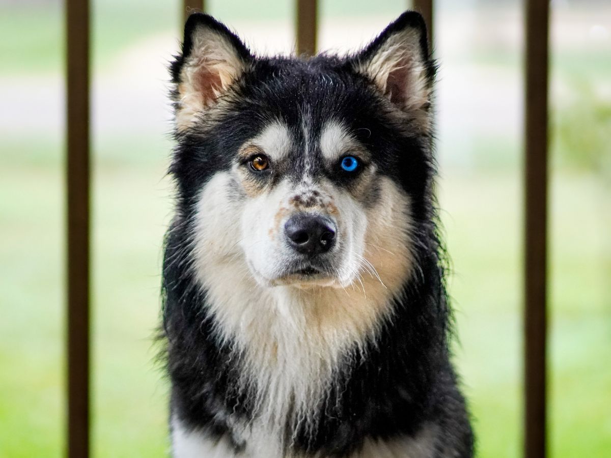 Cruce de husky siberiano y alaskan malamute