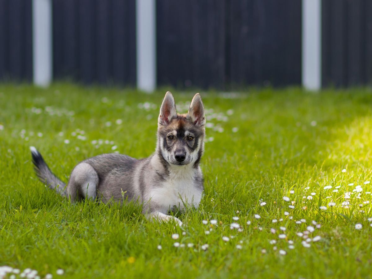 cruce husky pastor aleman